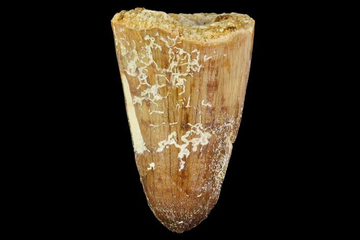 Fossil Crocodile (Elosuchus) Tooth - Morocco #109927